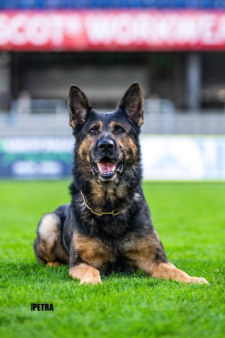 German Shepherd Fešák